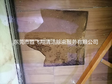 东莞樟木头防治白蚁